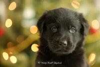 Bear, a male German Shepherd Dog for sale in Bradford, ME – Photo 2 of 4