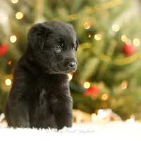 Bear, a male German Shepherd Dog for sale in Bradford, ME – Photo 1 of 4