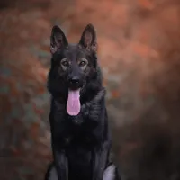 Bear, a male German Shepherd Dog for sale in Bradford, ME – Photo 4 of 4