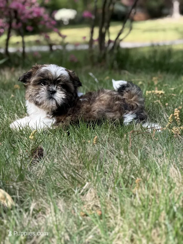 Milo – Shih Tzu puppy for sale in Austell, GA
