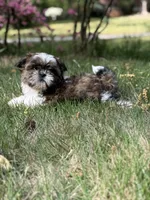 Milo, a male Shih Tzu for sale in Austell, GA – Photo 1 of 4