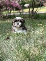 Milo, a male Shih Tzu for sale in Austell, GA – Photo 2 of 4