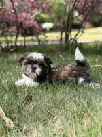 Milo, a male Shih Tzu for sale in Austell, GA – Photo 4 of 4