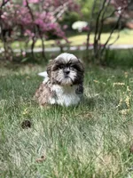 Milo, a male Shih Tzu for sale in Austell, GA – Photo 3 of 4