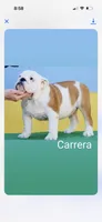 Carrera, a female English Bulldog for sale in Austell, GA – 2 of 2