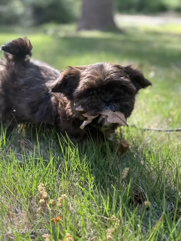 Sophie  – Shih Tzu puppy for sale in Austell, GA