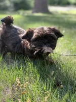 Sophie , a female Shih Tzu for sale in Austell, GA – Photo 1 of 3