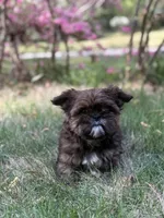 Sophie , a female Shih Tzu for sale in Austell, GA – Photo 2 of 3