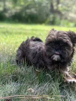 Sophie , a female Shih Tzu for sale in Austell, GA – Photo 3 of 3