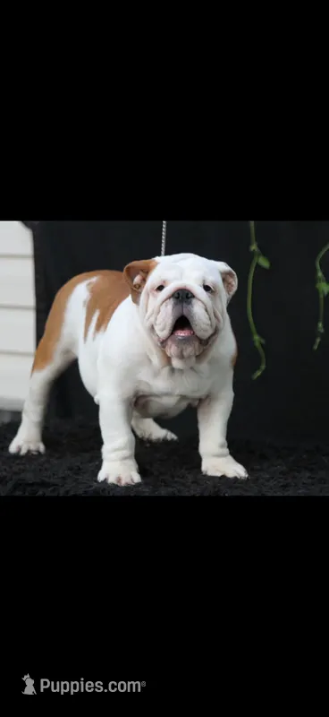 Carrera – English Bulldog puppy for sale in Austell, GA