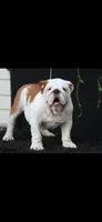 Carrera, a female English Bulldog for sale in Austell, GA – 1 of 2