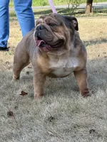 Cinamon, a female English Bulldog for sale in Austell, GA – Photo 3 of 4