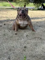 Cinamon, a female English Bulldog for sale in Austell, GA – Photo 4 of 4