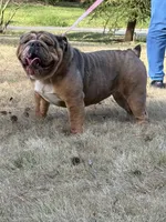 Cinamon, a female English Bulldog for sale in Austell, GA – Photo 1 of 4