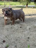 Cinamon, a female English Bulldog for sale in Austell, GA – Photo 2 of 4