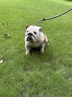 Carrera, a female English Bulldog for sale in Austell, GA – 3 of 4
