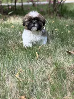 Charlie, a male Shih Tzu for sale in Austell, GA – Photo 2 of 3