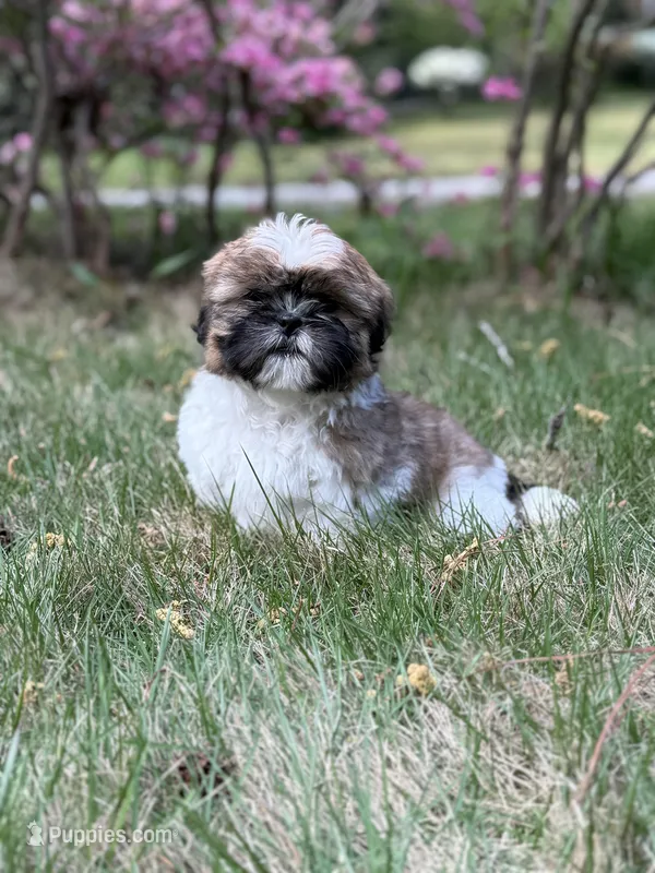 Charlie – Shih Tzu puppy for sale in Austell, GA