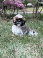Charlie, a male Shih Tzu for sale in Austell, GA – Photo 1 of 3