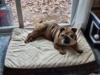 Shorty, a female English Bulldog for sale in Austell, GA – Photo 3 of 4