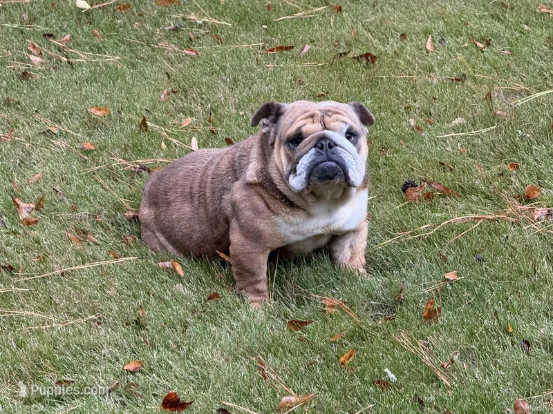 Shorty – English Bulldog puppy for sale in Austell, GA