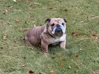 Shorty, a female English Bulldog for sale in Austell, GA – Photo 2 of 4
