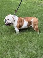Carrera, a female English Bulldog for sale in Austell, GA – 2 of 4