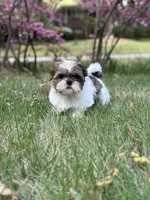 Max, a male Shih Tzu for sale in Austell, GA – Photo 2 of 3