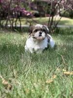 Max, a male Shih Tzu for sale in Austell, GA – Photo 3 of 3