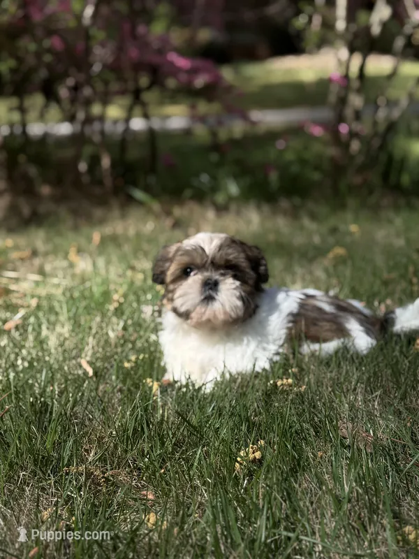 Max – Shih Tzu puppy for sale in Austell, GA