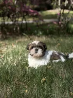 Max, a male Shih Tzu for sale in Austell, GA – Photo 1 of 3