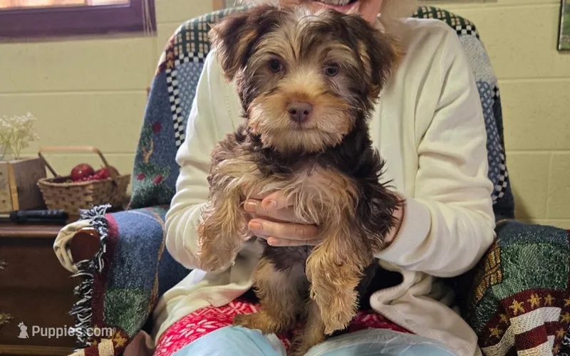 CoCo, a male Yorkshire Terrier for sale in Cornersville, TN – Photo 1 of 1