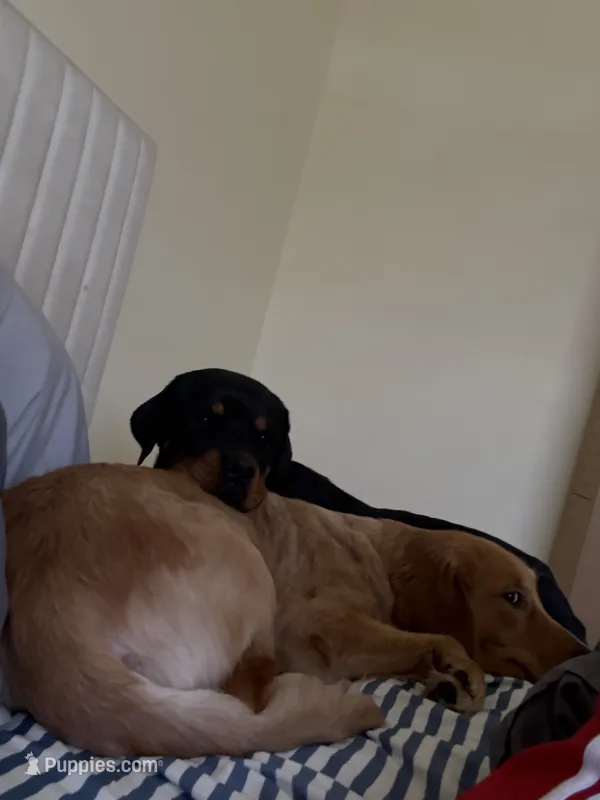 Otis – Rottweiler puppy for sale in Cape Coral, FL