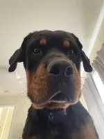 Otis, a male Rottweiler for sale in Cape Coral, FL – 2 of 10