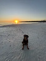 Otis, a male Rottweiler for sale in Cape Coral, FL – 4 of 10