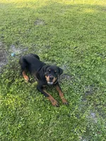 Otis, a male Rottweiler for sale in Cape Coral, FL – 6 of 10