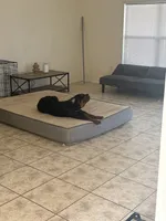 Otis, a male Rottweiler for sale in Cape Coral, FL – 7 of 10