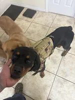 Otis, a male Rottweiler for sale in Cape Coral, FL – 8 of 10