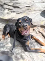 Otis, a male Rottweiler for sale in Cape Coral, FL – 3 of 10