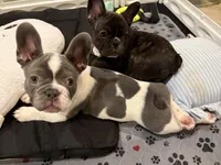 London, a female French Bulldog for sale in Scotch Plains, NJ – Photo 6 of 6