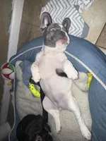 London, a female French Bulldog for sale in Scotch Plains, NJ – Photo 4 of 6