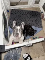 London, a female French Bulldog for sale in Scotch Plains, NJ – Photo 3 of 6