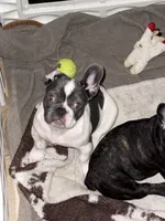 London, a female French Bulldog for sale in Scotch Plains, NJ – Photo 2 of 6