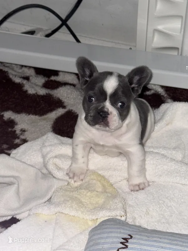 London – French Bulldog puppy for sale in Scotch Plains, NJ