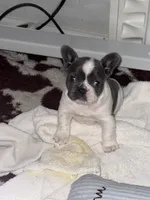 London, a female French Bulldog for sale in Scotch Plains, NJ – Photo 1 of 6
