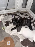 Capri, a female French Bulldog for sale in Scotch Plains, NJ – Photo 2 of 5