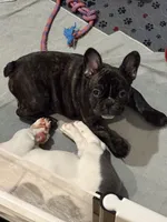 Capri, a female French Bulldog for sale in Scotch Plains, NJ – Photo 5 of 5