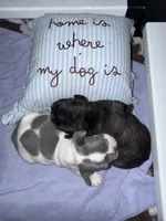 Capri, a female French Bulldog for sale in Scotch Plains, NJ – Photo 3 of 5