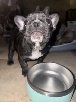 Capri, a female French Bulldog for sale in Scotch Plains, NJ – Photo 1 of 5