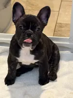 Capri, a female French Bulldog for sale in Scotch Plains, NJ – Photo 4 of 5